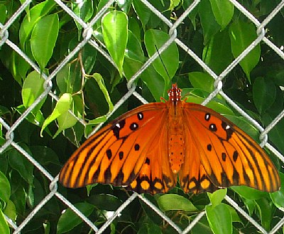 Butterfly on a chain link  fence