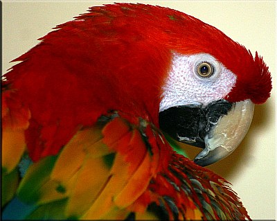 Blushing Macaw