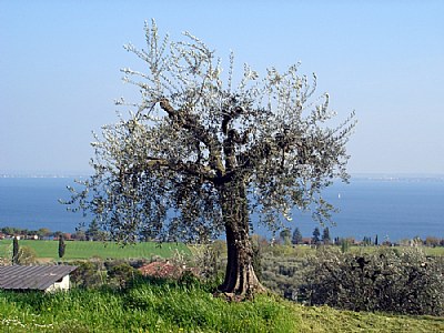 Olivi sul Garda