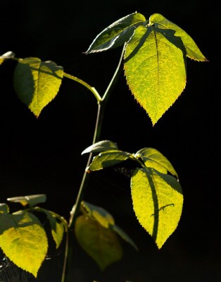 Autumn in Banyule #13