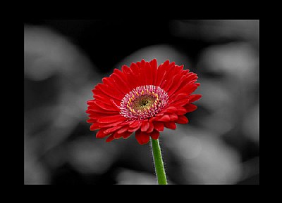 Flower in BW