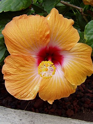 Hibiscus