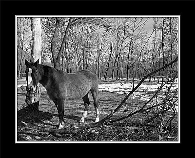 Horse & landscape