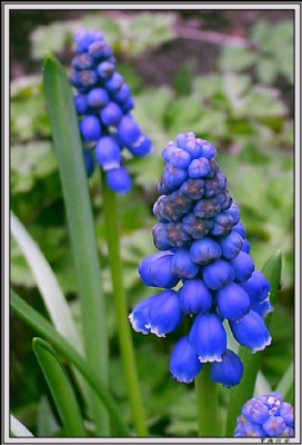 Muscari