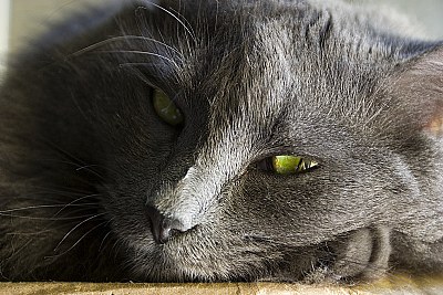 lulu