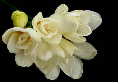 freesias