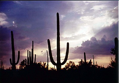 Arizona Sunset