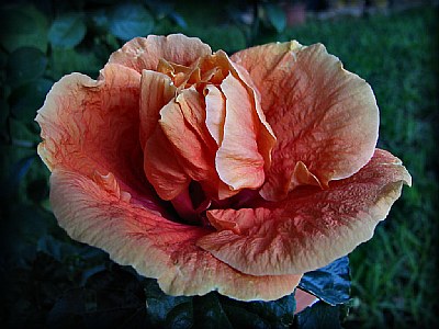 Double Hibiscus
