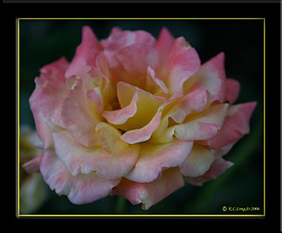 "Rose"