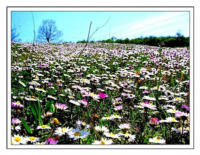 Daisy field