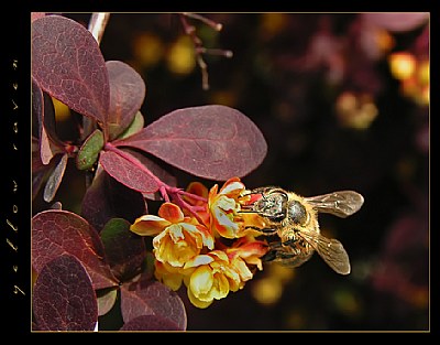 Little busy bee