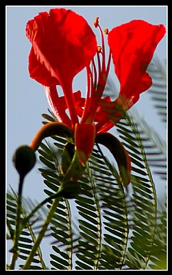 Red on Sky