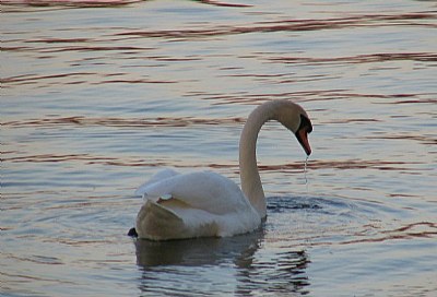 swan, sunset