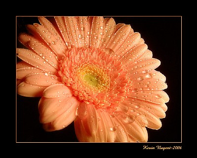 The Gerbera Project #3