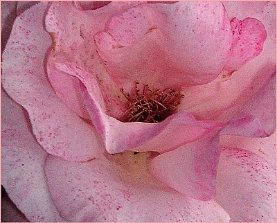 rose petals...