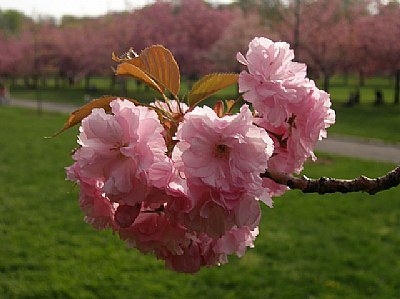 Cherry Blossom  #2