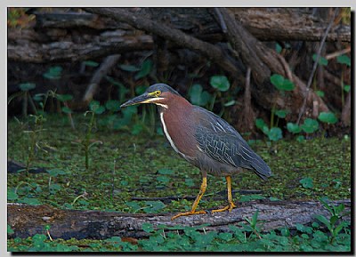 Green Heron