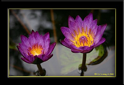 "First Water Lillies of 2006"