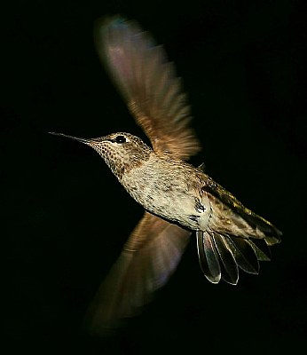 Anna's Hummingbird "Queenie II"