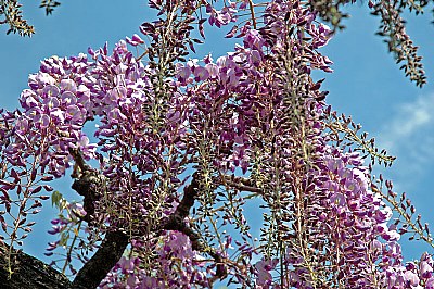 Wisteria - In bloom!