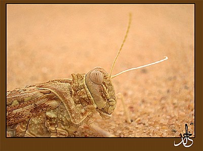 Locust << Macro >> 