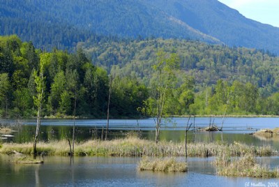 Cheam Lake Spring 2