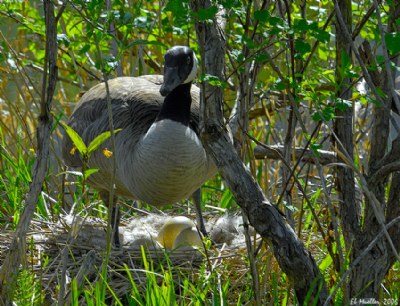 Nesting Goose 2