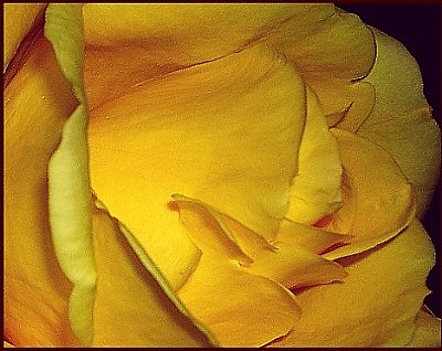 a yellow rose...