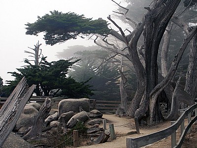 Fog in Monterey,Ca