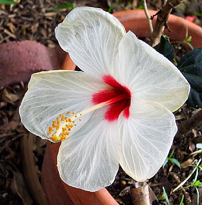 White Hibiscus