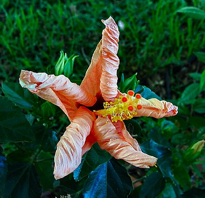 Hibiscus Shutdown