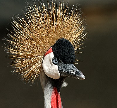 Gold Crowned Crane