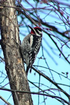 Sap Sucker