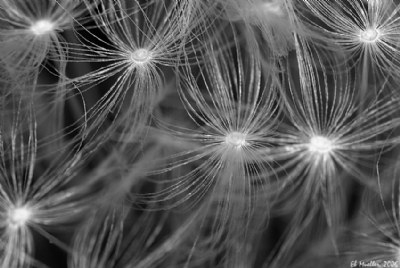 Dandelion 1
