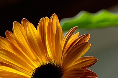 Springtime sunset