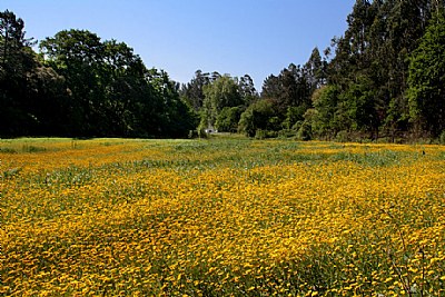 yellow field