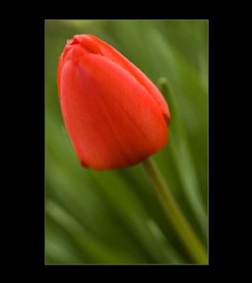 Tulip #6