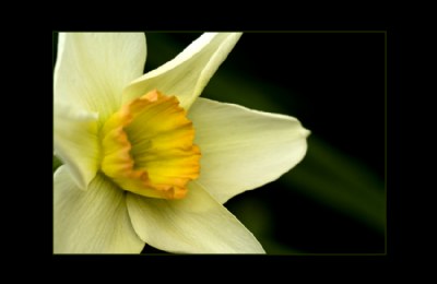 Easter flower