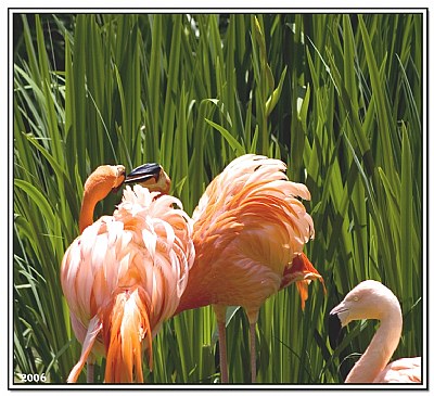 Flamingos Arguing