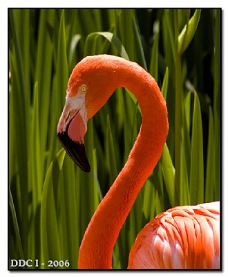 Swan necked Flamingo