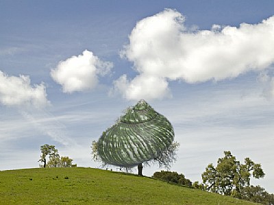 Tree on Hill