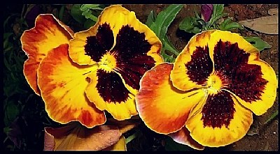 pansy...