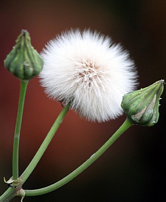 dandelion