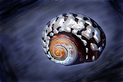 Shell on Blue