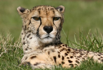 Cheetah