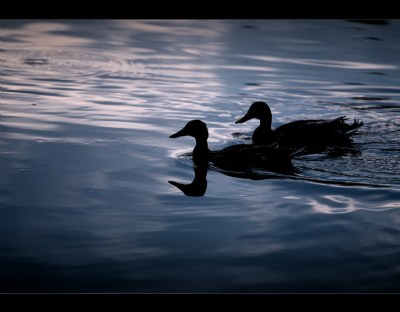 ...midnight swim...