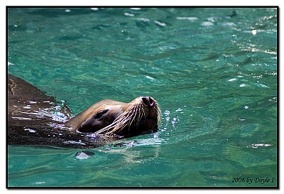 Seal Swimmer