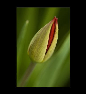 Tulip #10