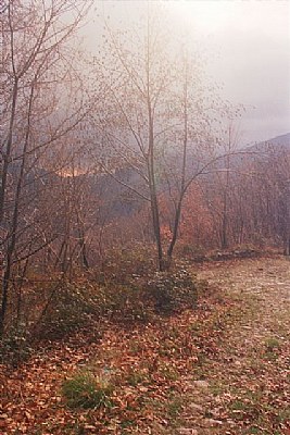 ITALIAN WOODS