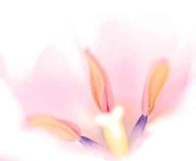  pastel vision
